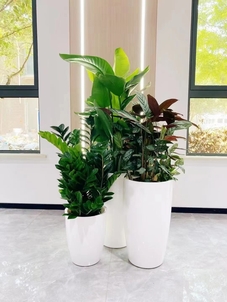 余姚花木租赁，价格亲民超实惠，绿植装点多彩生活！